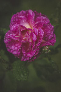 Close-up of wet purple flower blooming outdoors