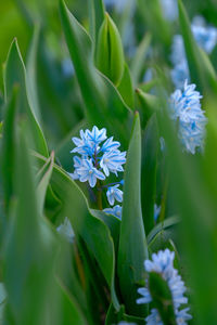 Close-up of purple flowering plant