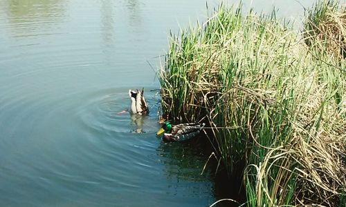 Ducks swimming in water