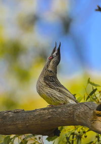 Low angle view of bird perching on tree