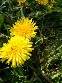 Close-up of yellow flowers