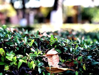 Close-up of plant against trees