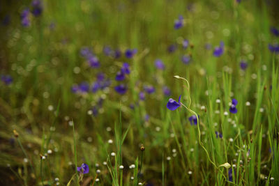 Close-up of purple flowering plants on field