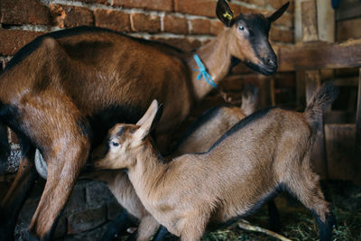 Baby goat drinking milk from mother.