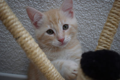 Portrait of cat relaxing at home