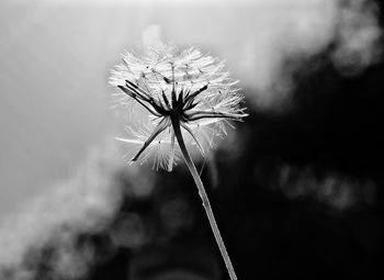 Close-up of flower against sky