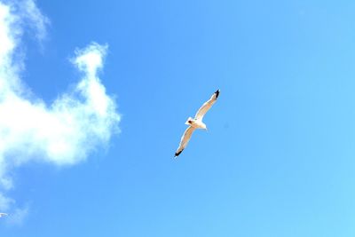 Low angle view of bird flying against clear blue sky