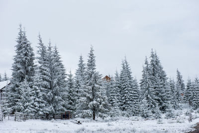 Snow covered trees on land against sky