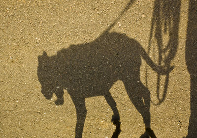 Shadow of people on street during sunny day