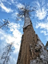 Low angle view of bare tree against sky