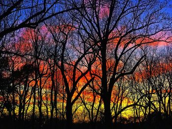 Silhouette bare trees in forest during sunset