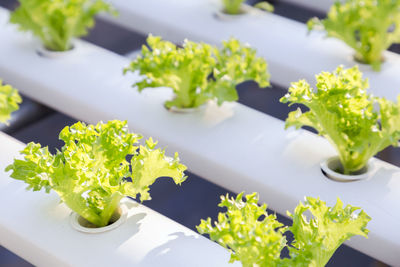 Close-up of vegetables in plate on table