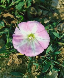 Close-up of pink flower