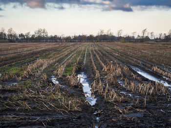 Scenic view of field against sky