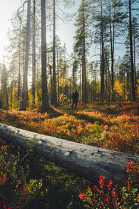 Trees in forest