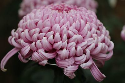 Close-up of pink dahlia