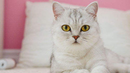 Close-up portrait of cat