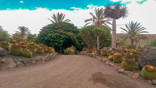 View of palm trees against sky
