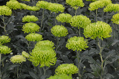 High angle view of flowering plant