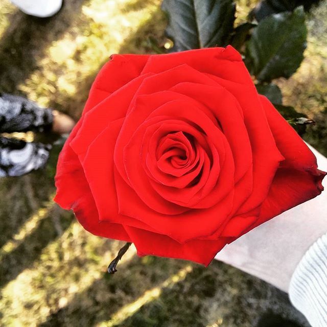 red, focus on foreground, flower, petal, single flower, close-up, flower head, rose - flower, fragility, beauty in nature, nature, day, outdoors, sunlight, freshness, high angle view, vibrant color, one person, growth, rose