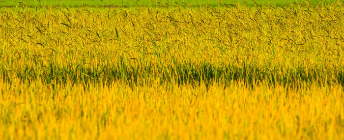 Full frame shot of yellow crops on field