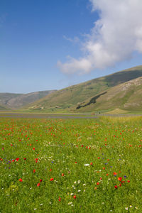 Scenic view of grassy field against sky