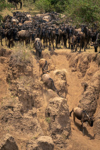 Blue wildebeest