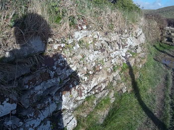 Rock formations in forest