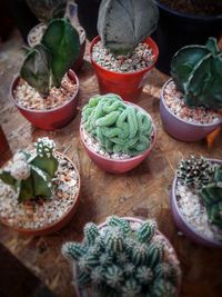 High angle view of potted plants on table