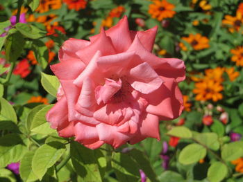 Close-up of pink rose