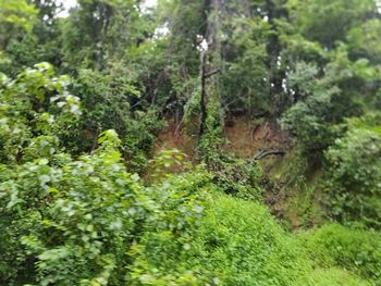 View of a forest