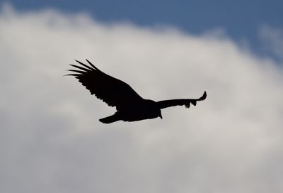 Low angle view of silhouette bird flying against sky