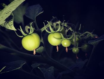 Close-up of fruits growing on tree