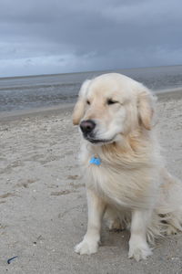 Close-up of dog on beach against sky