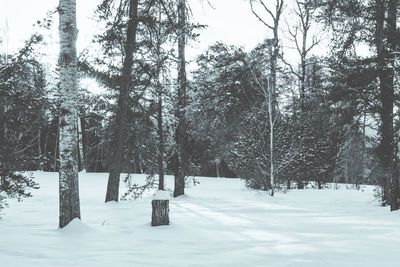 Trees growing on snow covered field