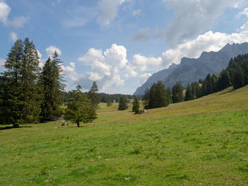 Trees on field against sky