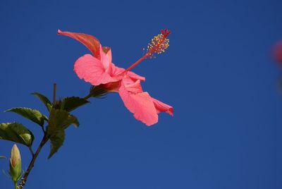 Low angle view of flowers against clear blue sky