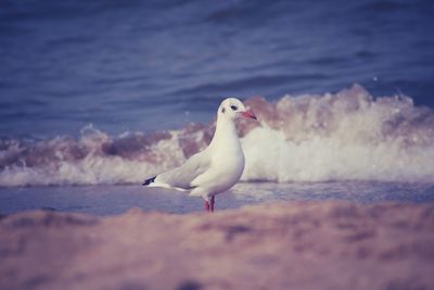 Birds in water