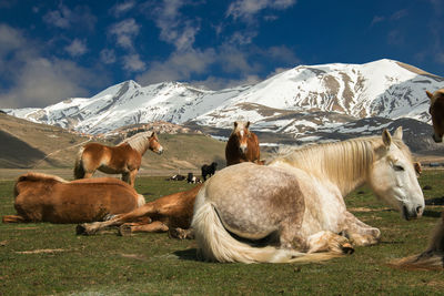 Wild horses relaxing in a mountain meadow in italy