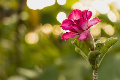 Close-up of pink flowering plant