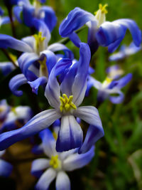 Close-up of blue flowering plant