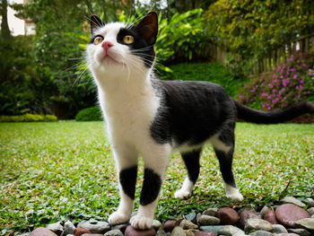 Domestic little cat standing in the backyard of a house looking up with yellow eyes