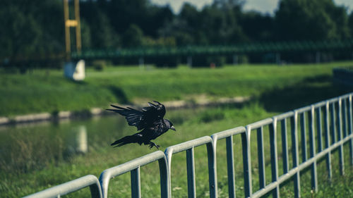 Bird flying over a fence