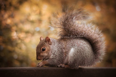 Close-up of squirrel