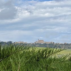 Plants growing on field against sky