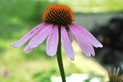 Close-up of pink flower blooming