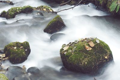 Close-up of plants against blurred background