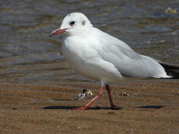 Close-up of seagull perching on land