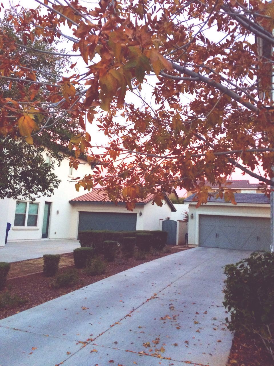 tree, building exterior, built structure, architecture, autumn, season, change, branch, leaf, growth, house, sunlight, nature, footpath, day, outdoors, street, no people, the way forward, residential building