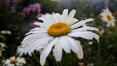 Close-up of daisy flowers